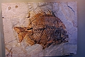 I Fossili di Bolca_13